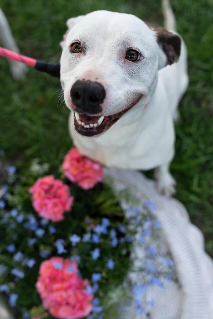 Peach, Adoptable, Adult Female Pit Bull Terrier.
