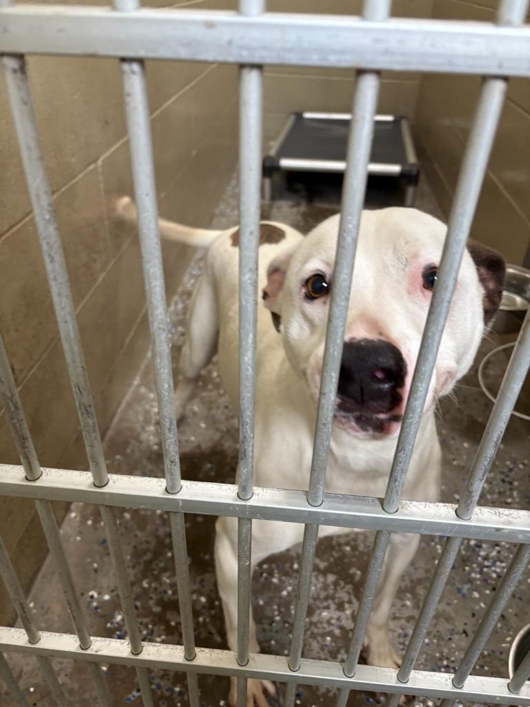 Enlarge Peach, a Adoptable Pit Bull Terrier in Boone, IA image 2/2