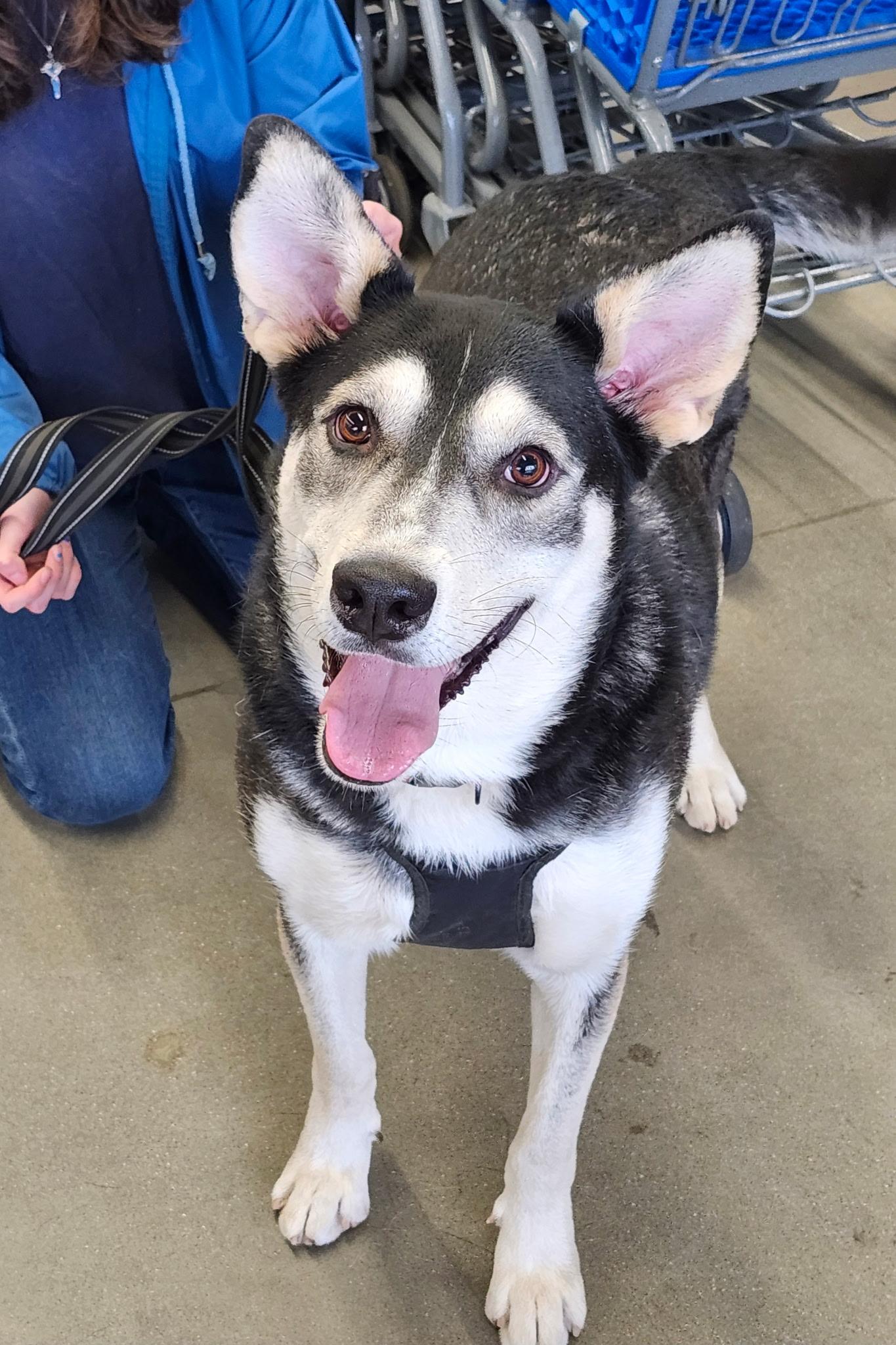 Shadow, ADOPTABLE, Young Male Siberian Husky & German Shepherd Dog.