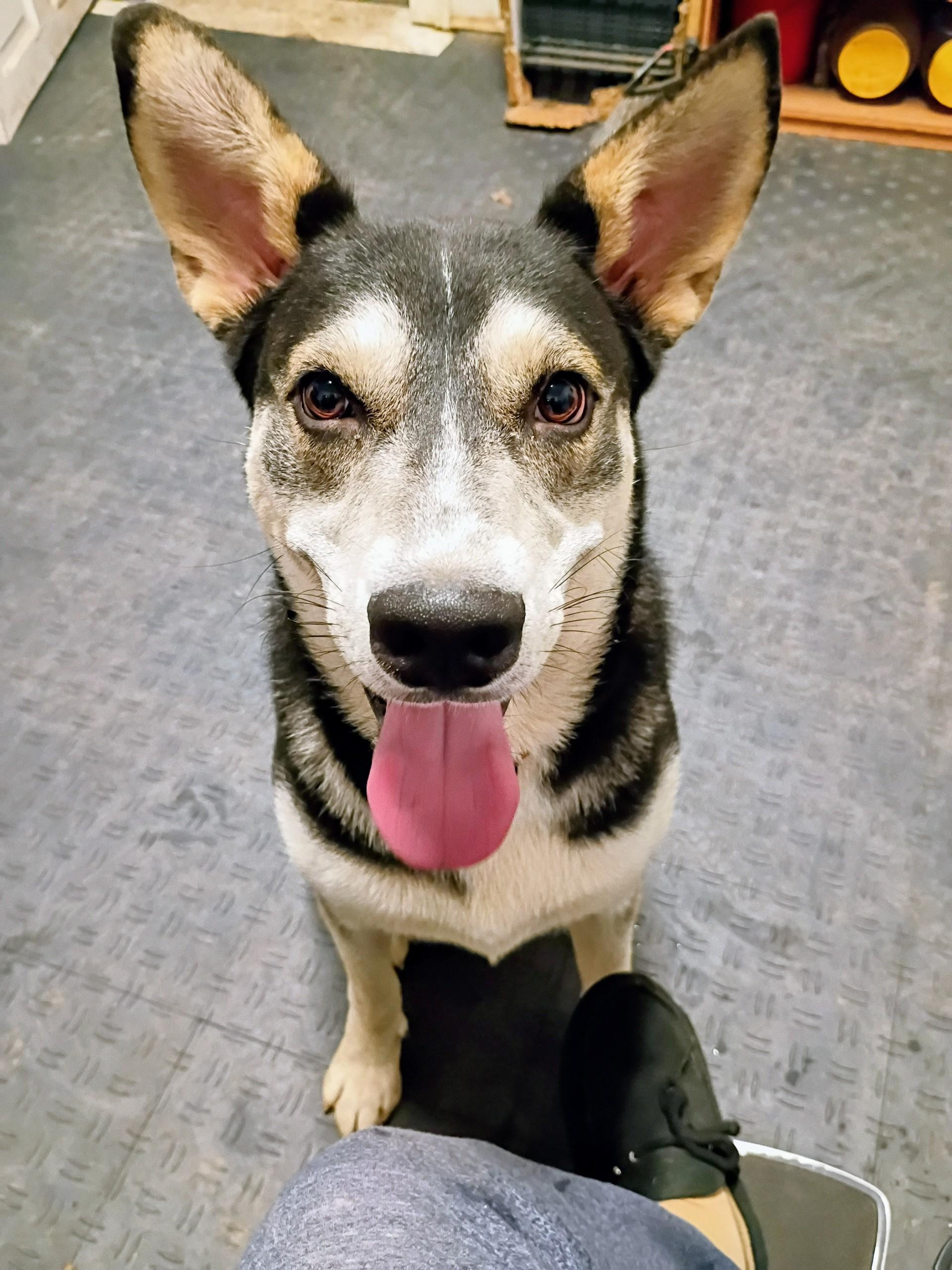 Enlarge Shadow, a ADOPTABLE mixed breed in Selma, NC image 4/4
