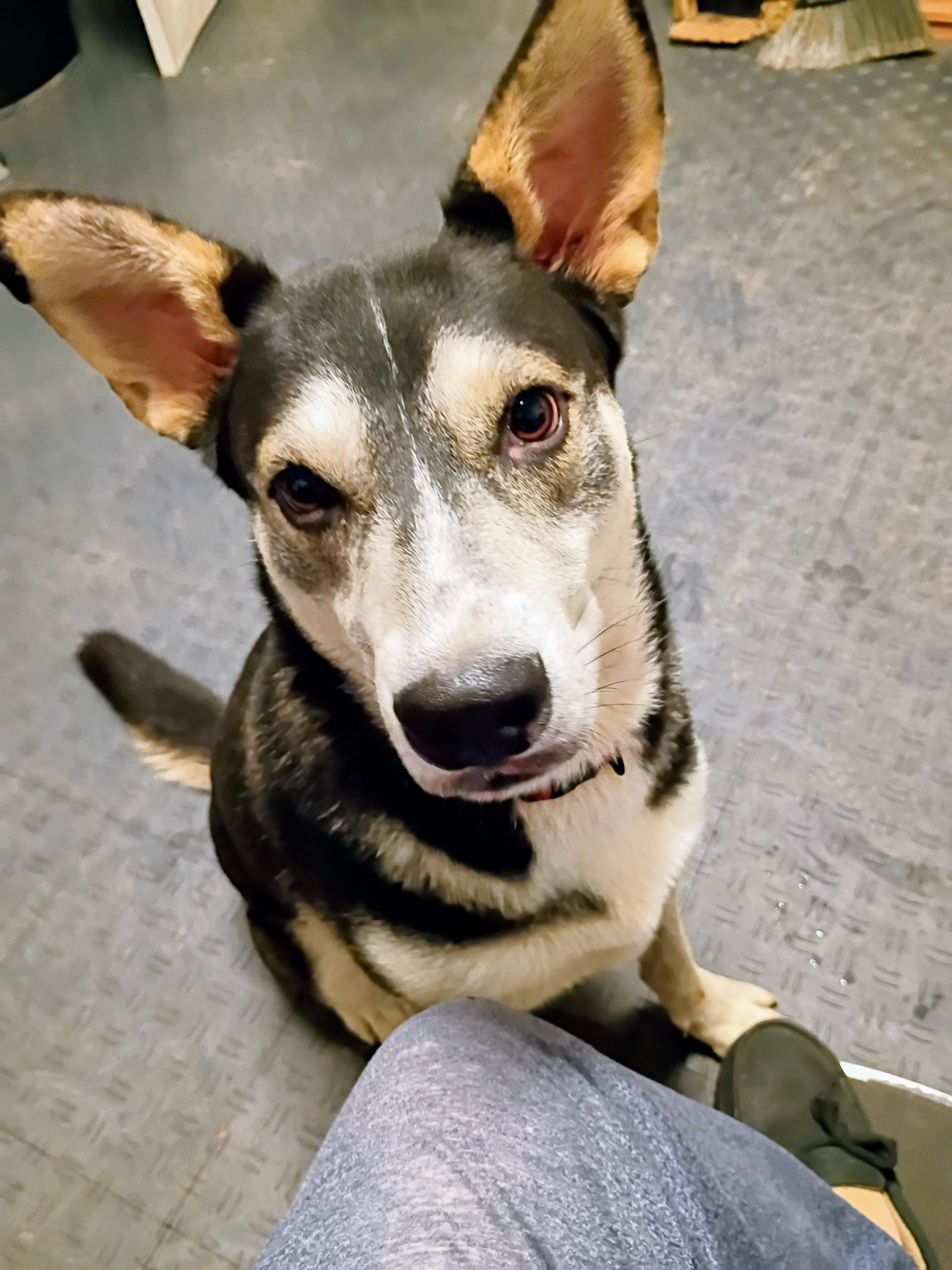 Enlarge Shadow, a ADOPTABLE mixed breed in Selma, NC image 2/4