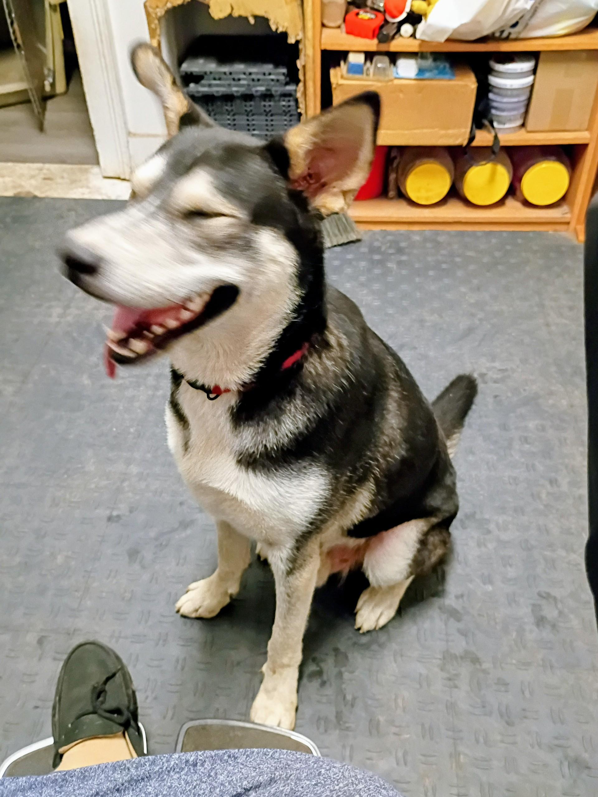 Enlarge Shadow, a ADOPTABLE mixed breed in Selma, NC image 3/4