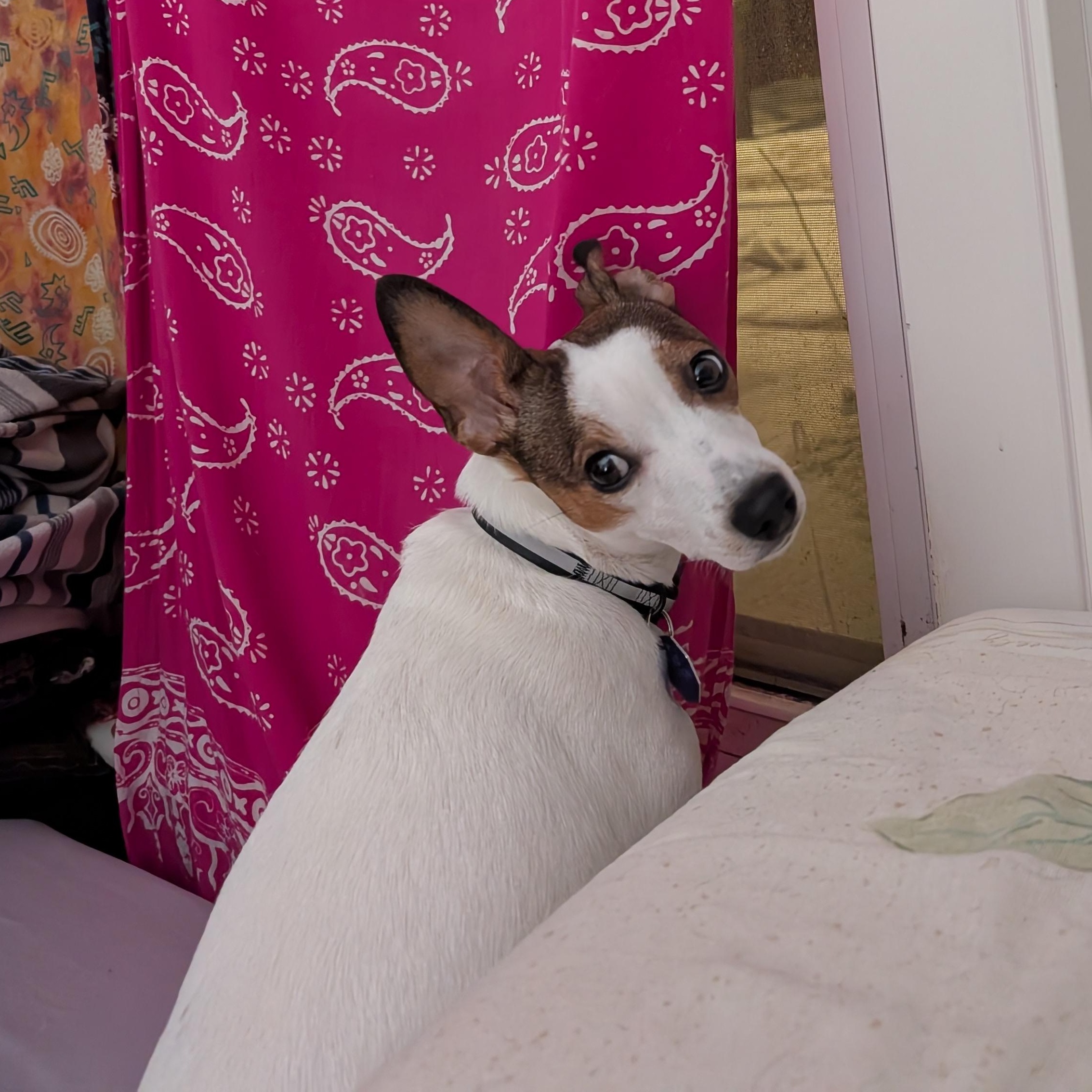 Enlarge Little One, an adopted mixed breed in Guelph, ON image 2/5