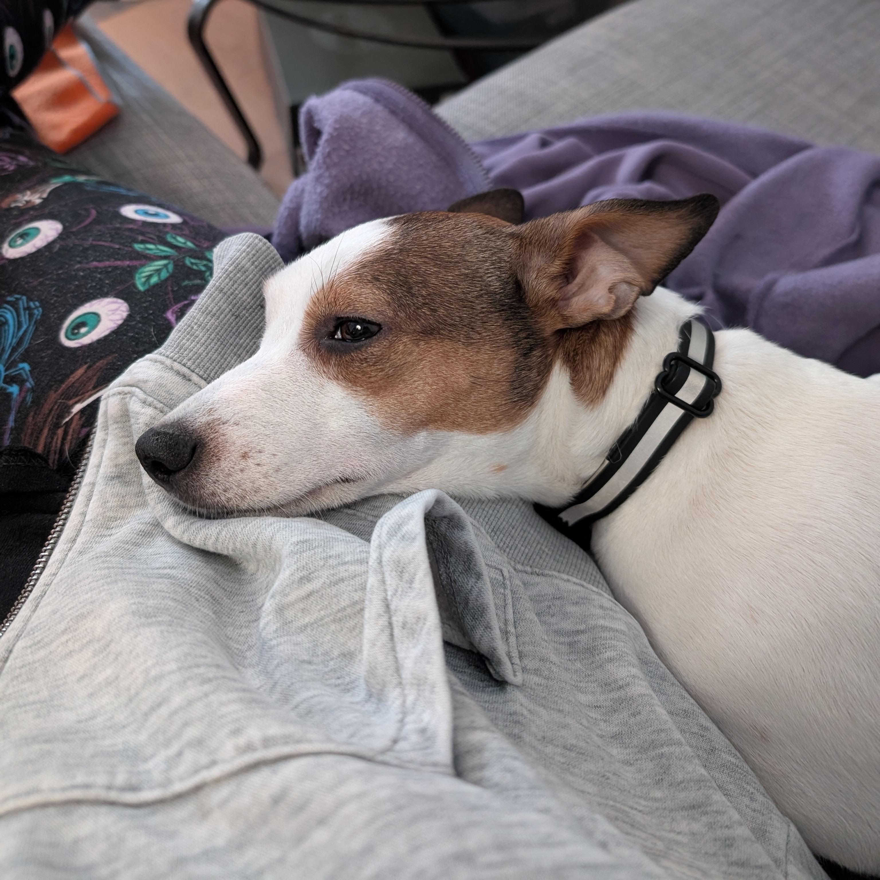 Enlarge Little One, an adopted mixed breed in Guelph, ON image 4/5