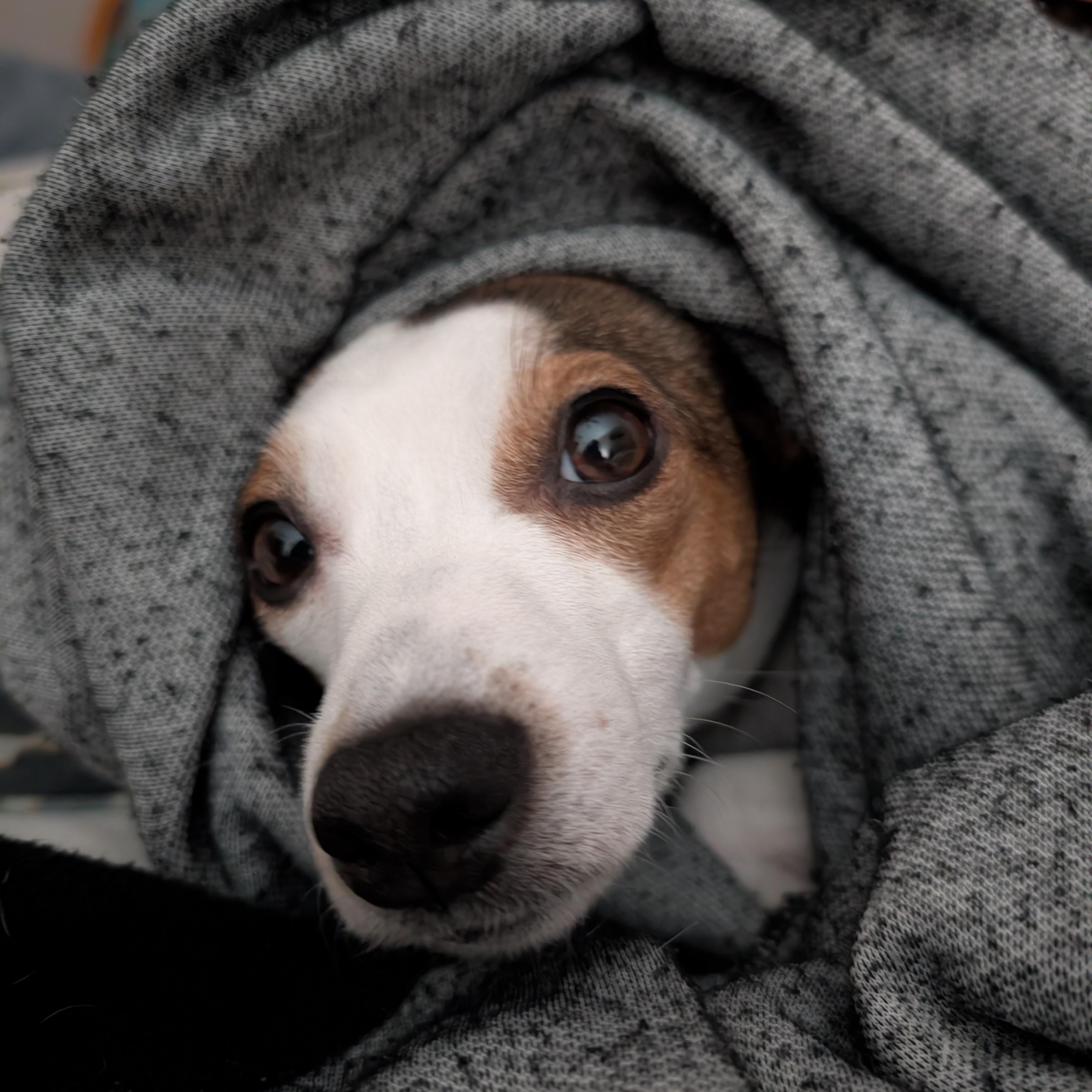 Enlarge Little One, an adopted mixed breed in Guelph, ON image 3/5