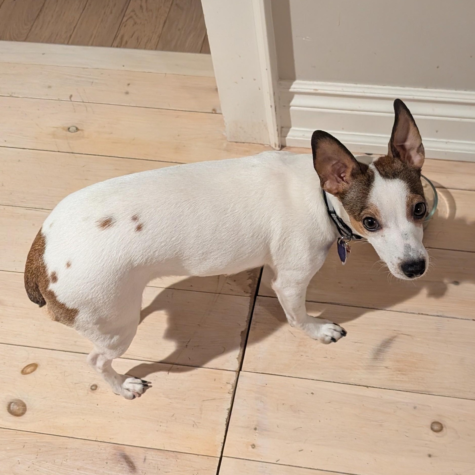 Enlarge Little One, an adopted mixed breed in Guelph, ON image 5/5