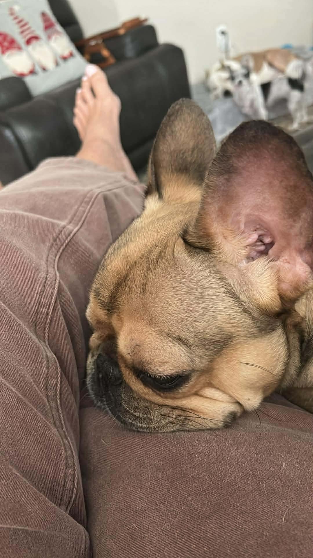 Enlarge Left Eye, a Adoptable French Bulldog in Valrico, FL image 2/2