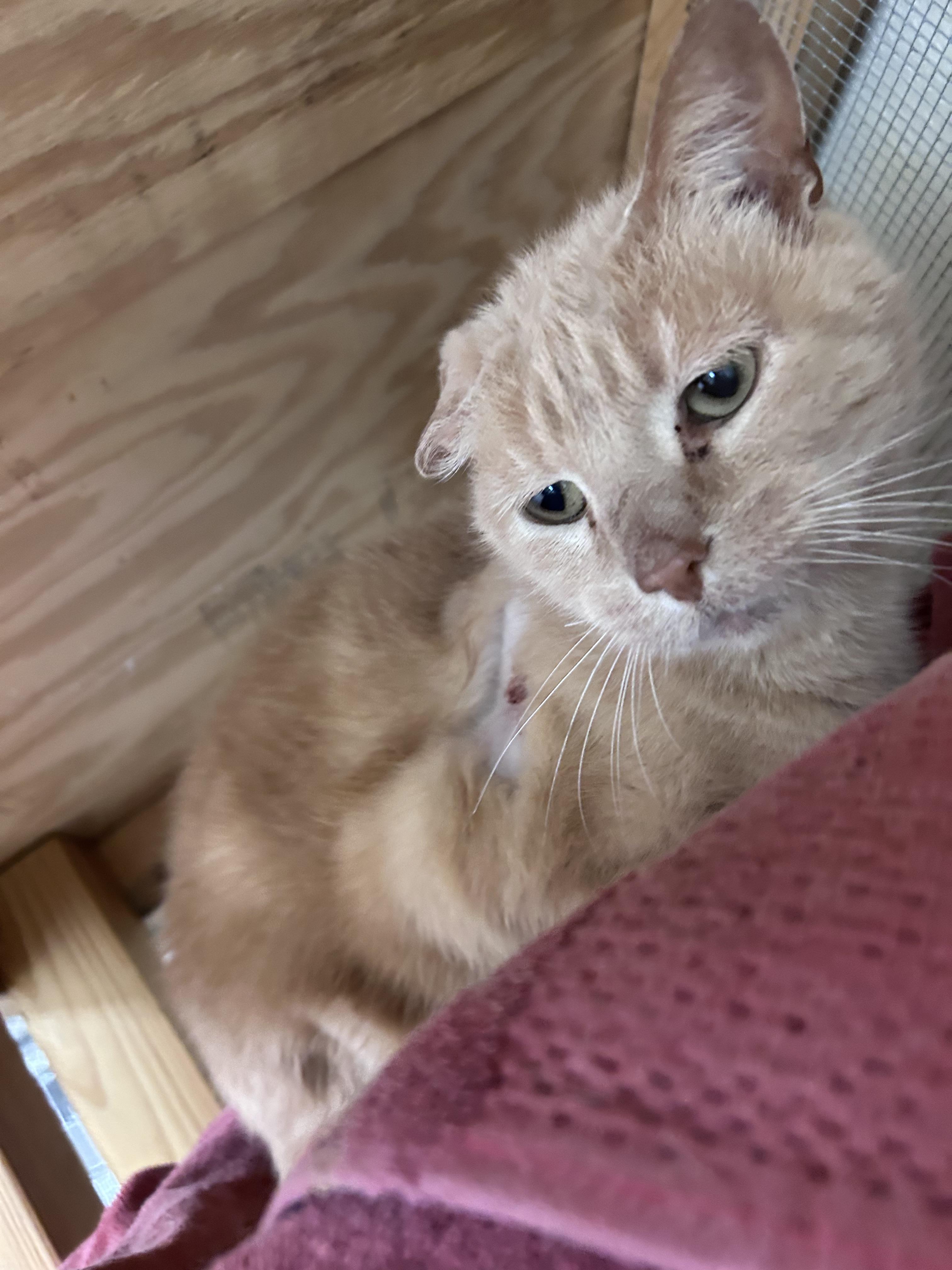 PeePaw, ADOPTABLE, Senior Male Domestic Short Hair.