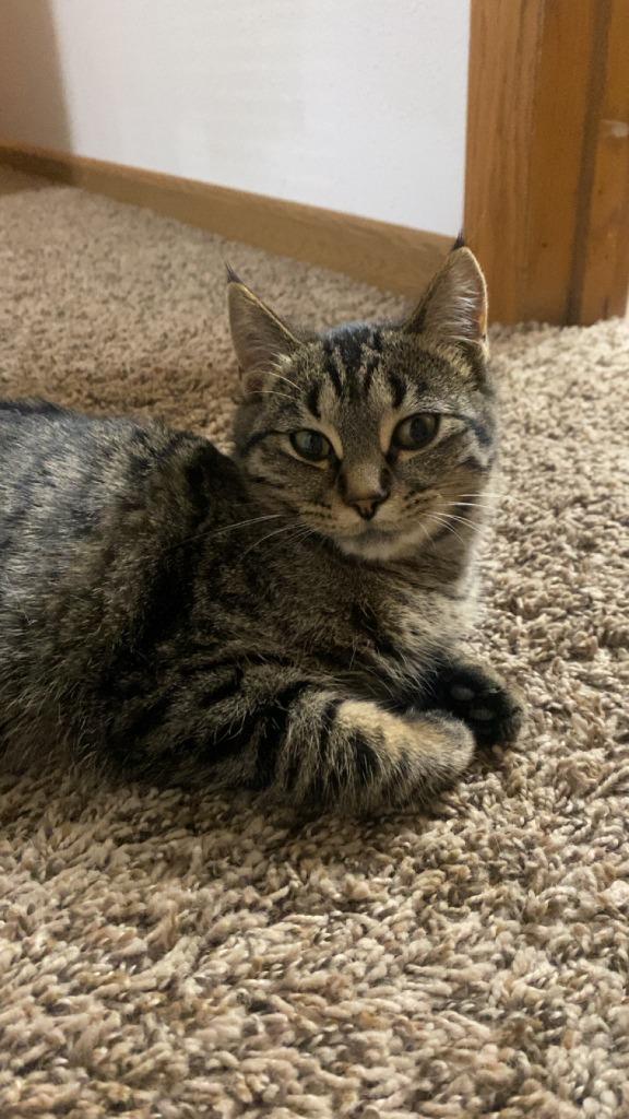 Mel, Adoptable, Kitten Female Domestic Short Hair.