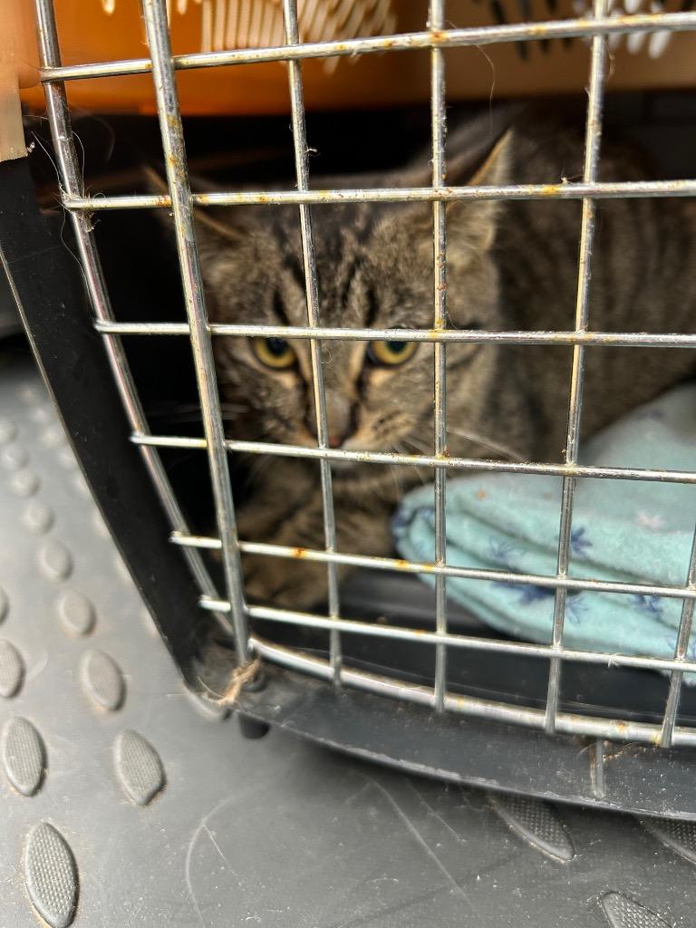 Enlarge Mel, a Adoptable Domestic Short Hair in Cloquet, MN image 2/2