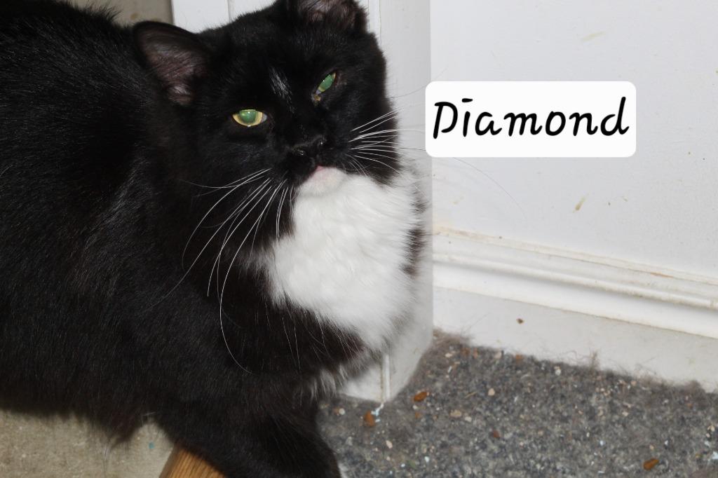 Diamond, Adoptable, Young Female Domestic Long Hair.