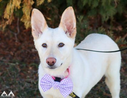 Honey, Adoptable, Young Female Siberian Husky & Mixed Breed.