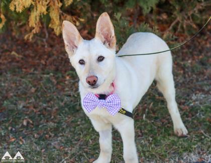 Enlarge Honey, a Adoptable mixed breed in Lowell, MA image 2/3