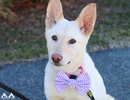 Enlarge Honey, a Adoptable mixed breed in Lowell, MA image 3/3