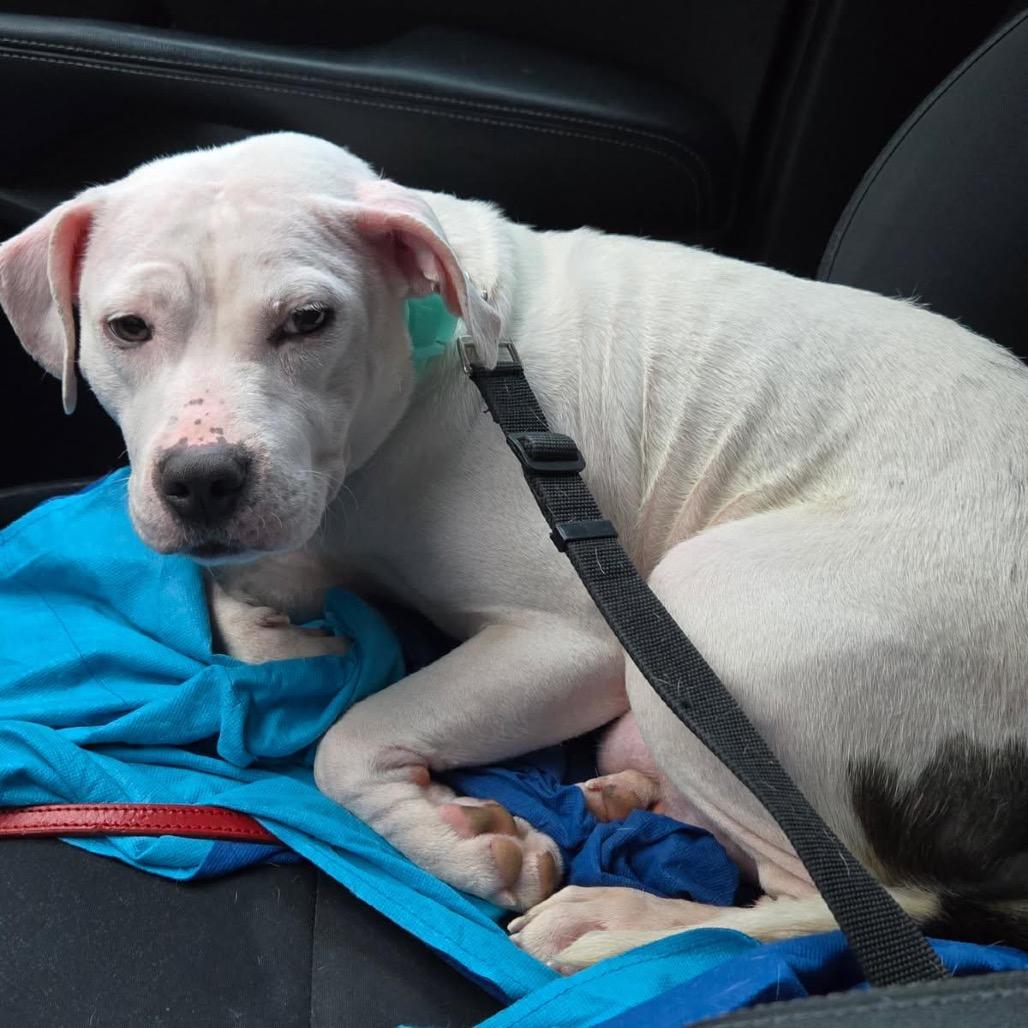 Phoebe, a Adoptable Pit Bull Terrier in Oceanside, NY image 1/3