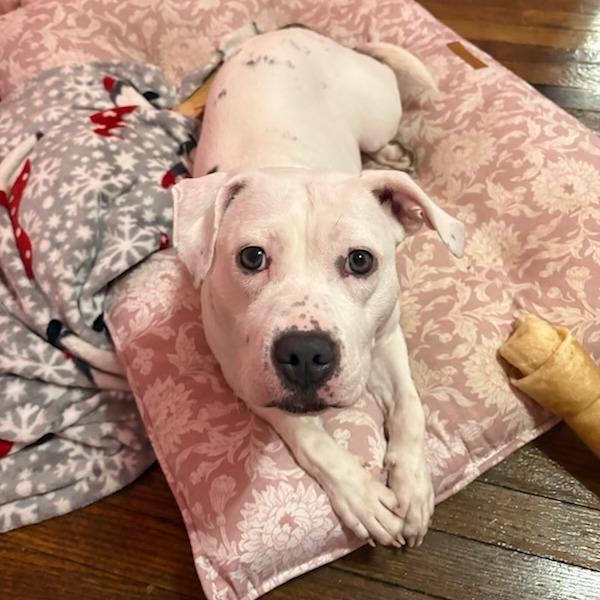 Phoebe, Adoptable, Young Female Pit Bull Terrier.