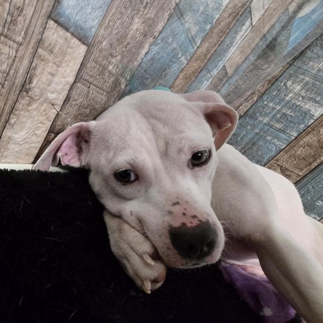 Phoebe, a Adoptable Pit Bull Terrier in Oceanside, NY image 2/3