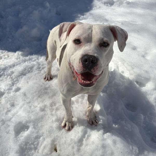 Enlarge Phoebe, a Adoptable Pit Bull Terrier in Oceanside, NY image 2/2