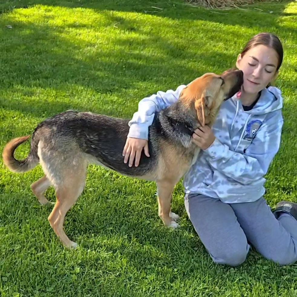 Kirby, a Adoptable German Shepherd Dog in LaGrange, IN image 2/6