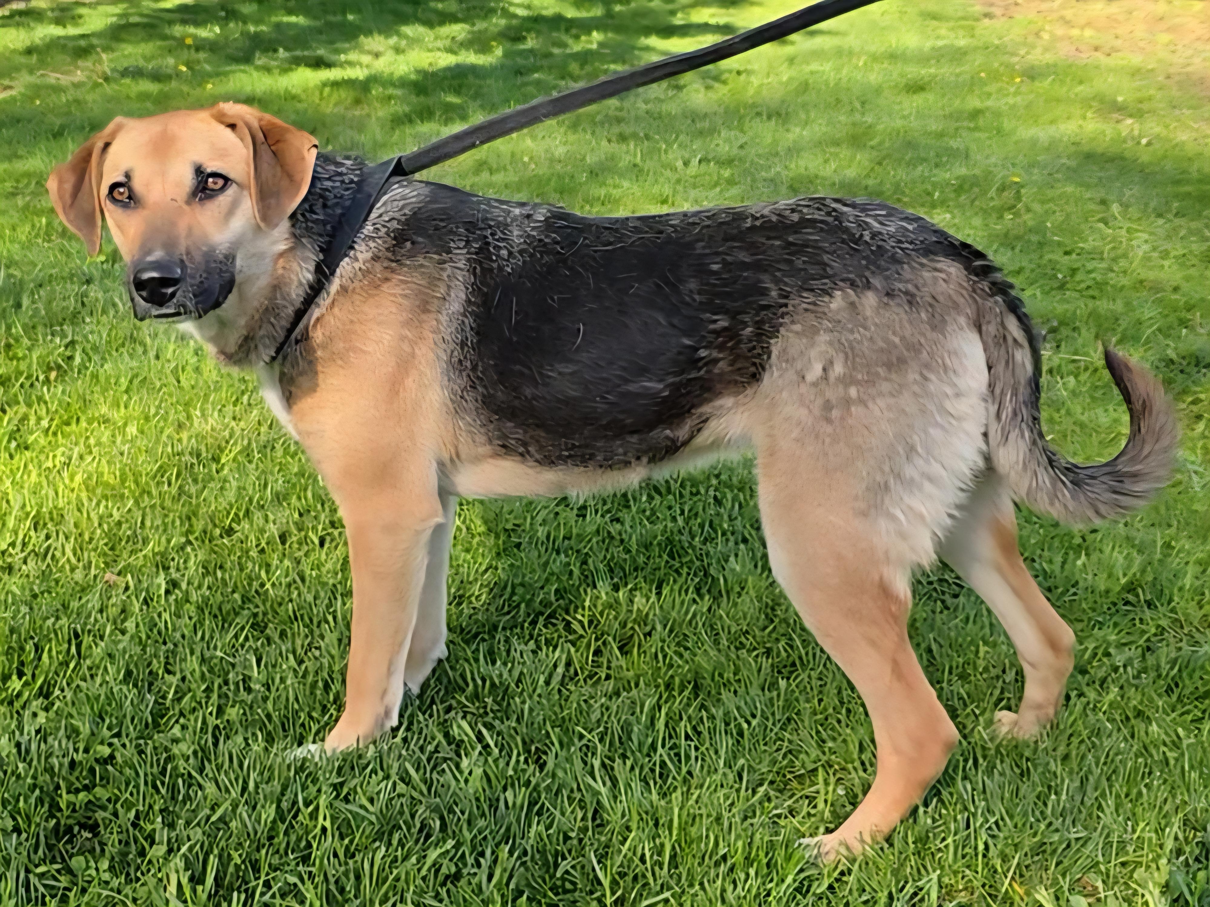 Kirby, a Adoptable German Shepherd Dog in LaGrange, IN image 3/6