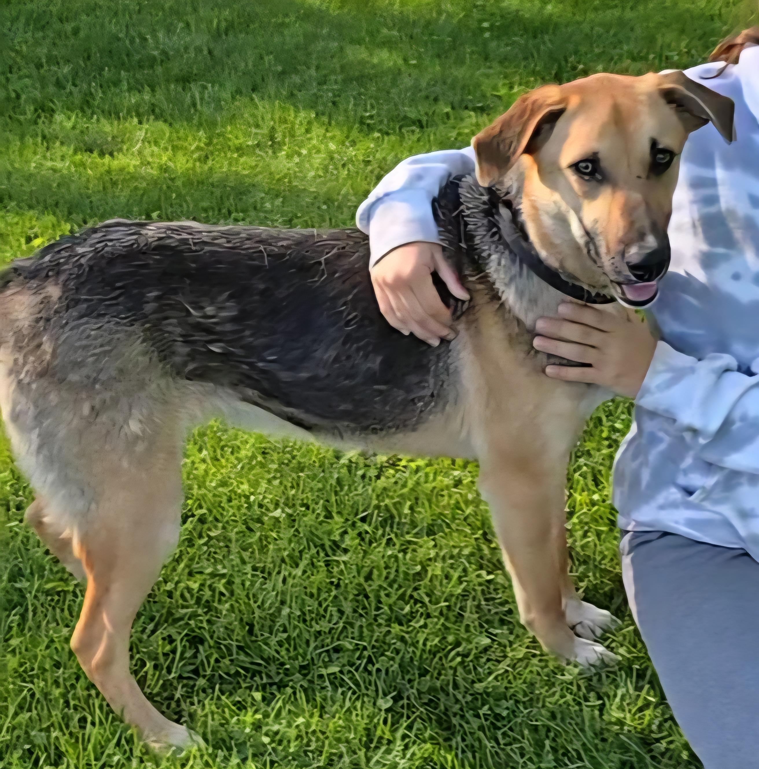 Kirby, a Adoptable German Shepherd Dog in LaGrange, IN image 5/6
