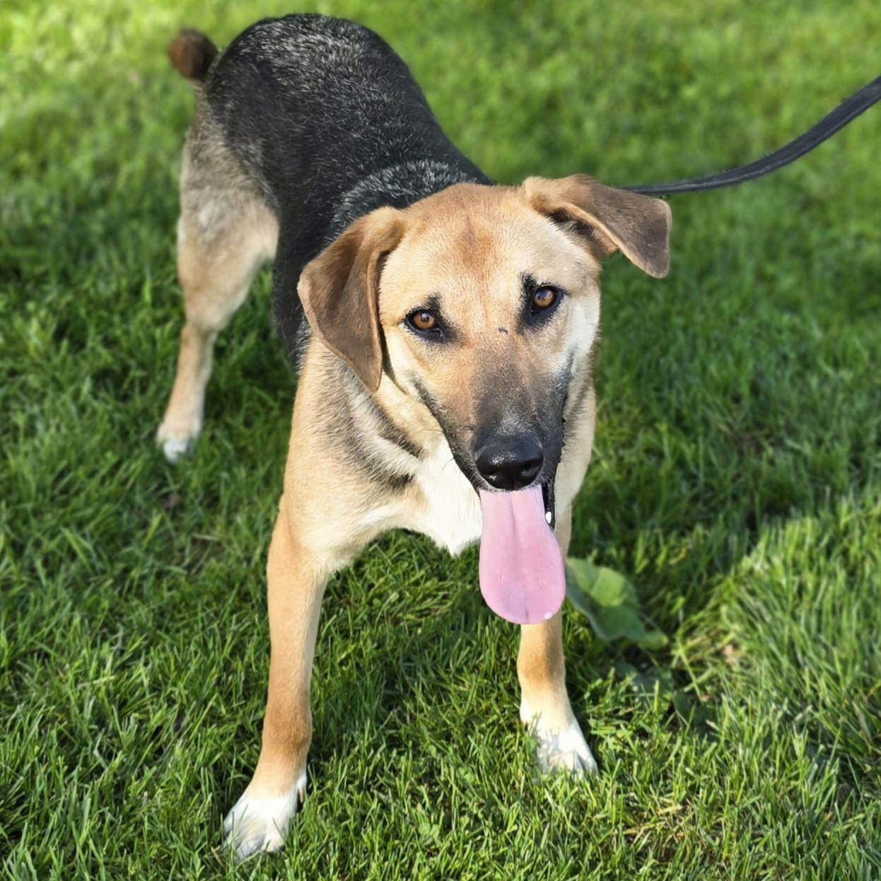 Kirby, a Adoptable German Shepherd Dog in LaGrange, IN image 6/6