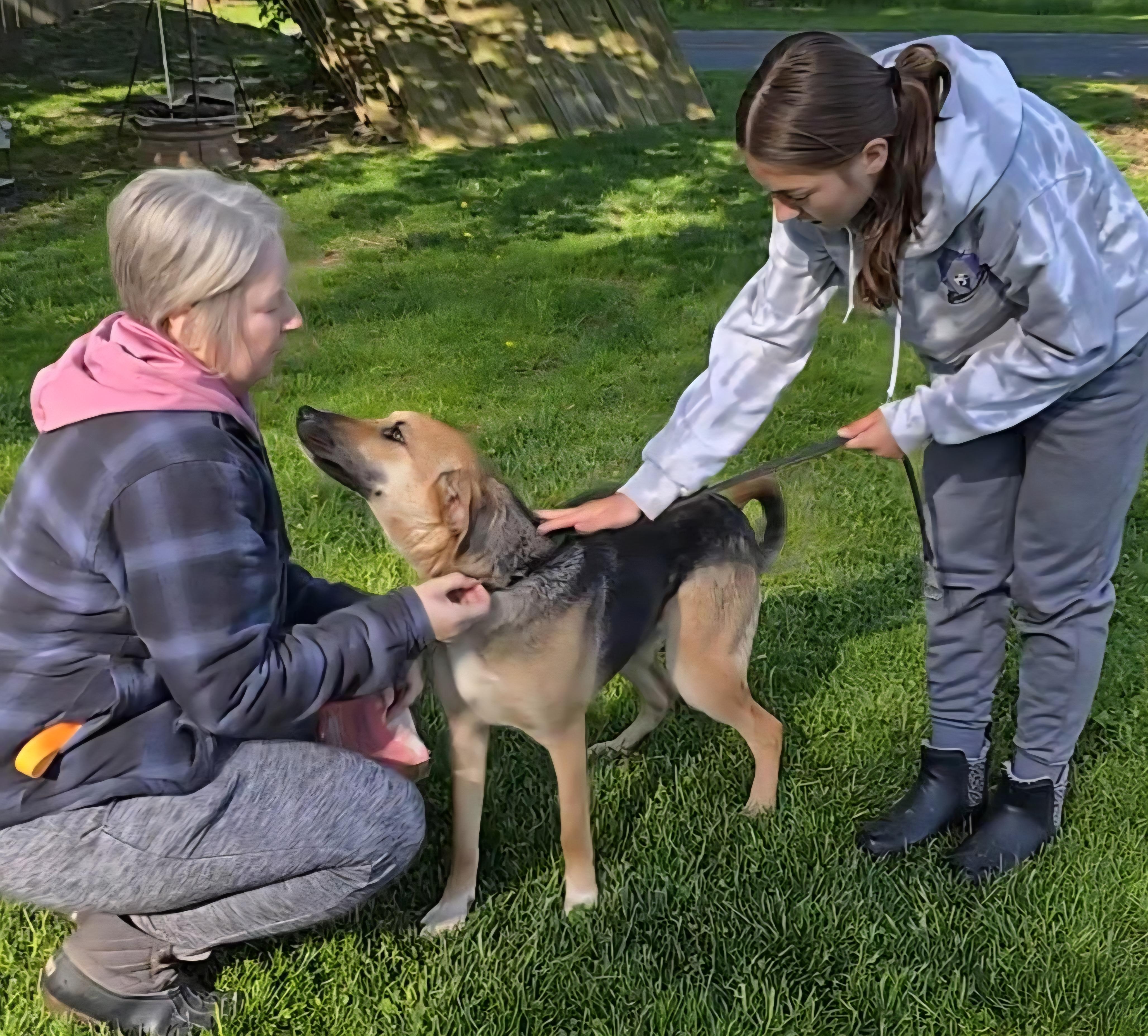 Kirby, Adoptable, Young Female German Shepherd Dog.