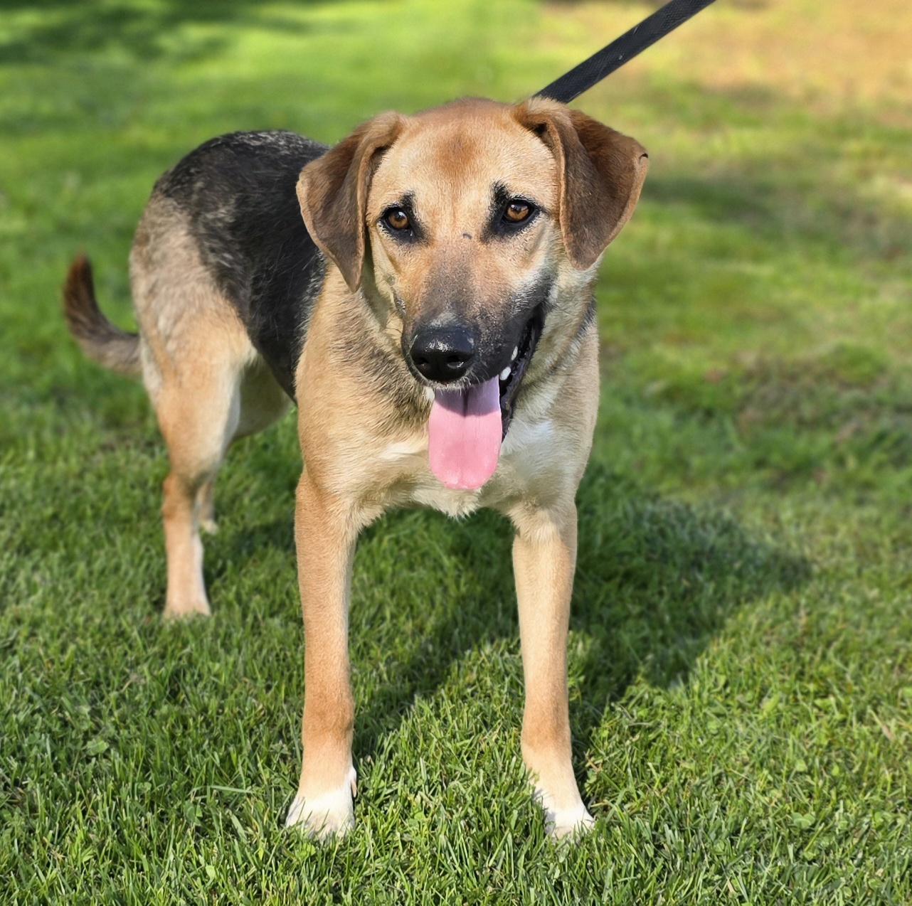 Kirby, a Adoptable German Shepherd Dog in LaGrange, IN image 4/6