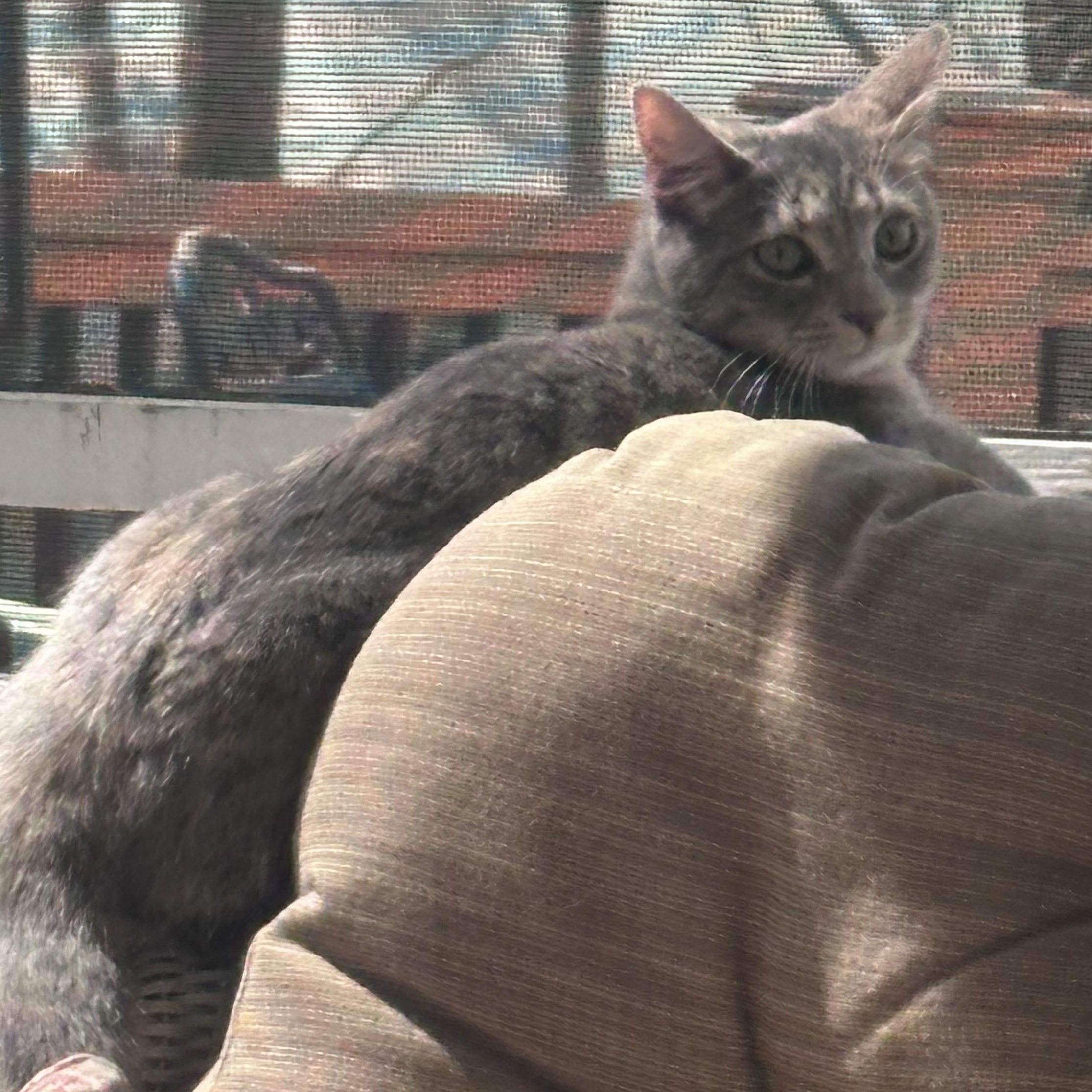 Enlarge Gretel, a ADOPTABLE mixed breed in Atlanta, GA image 6/6