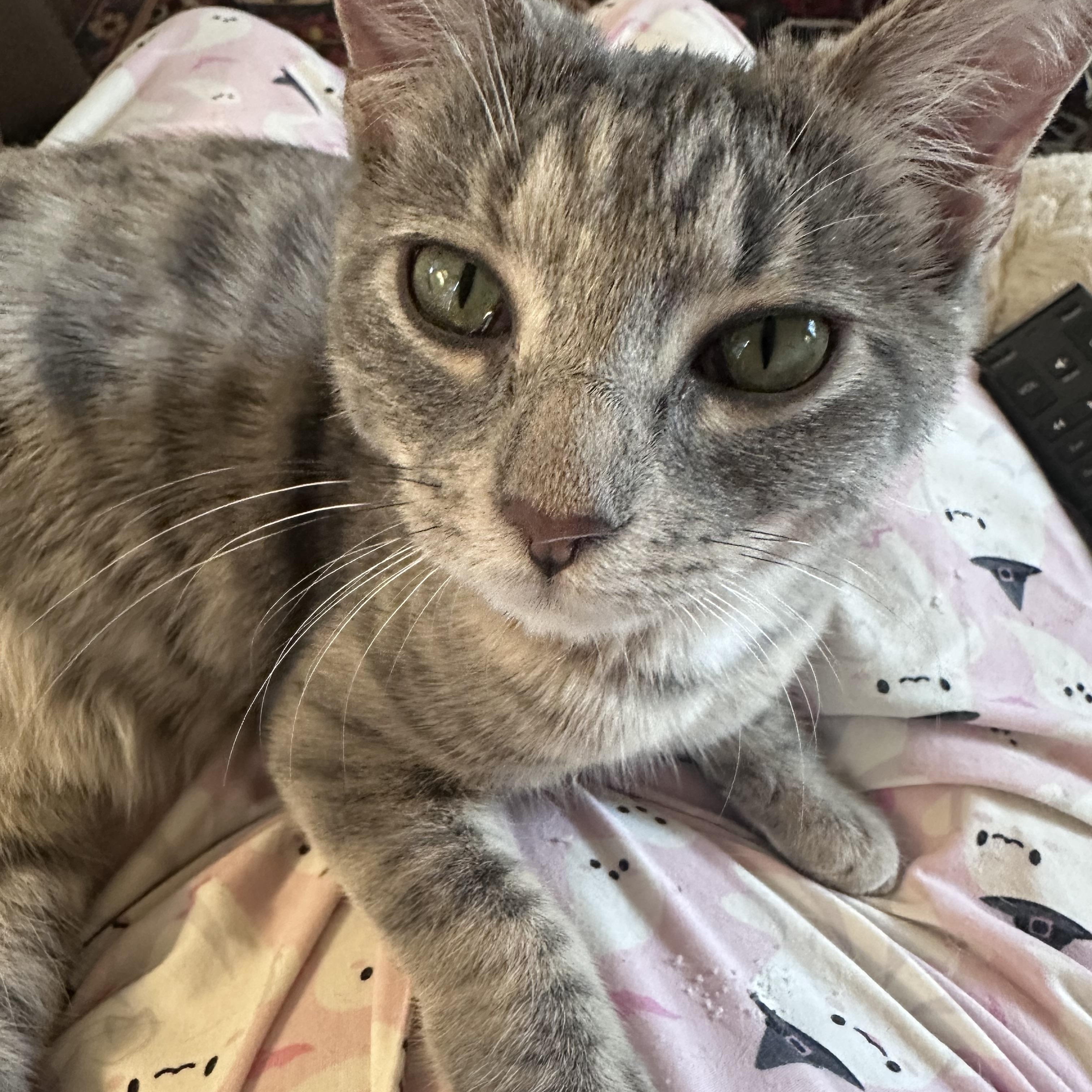 Gretel, ADOPTABLE, Young Female Dilute Tortoiseshell & Domestic Short Hair.