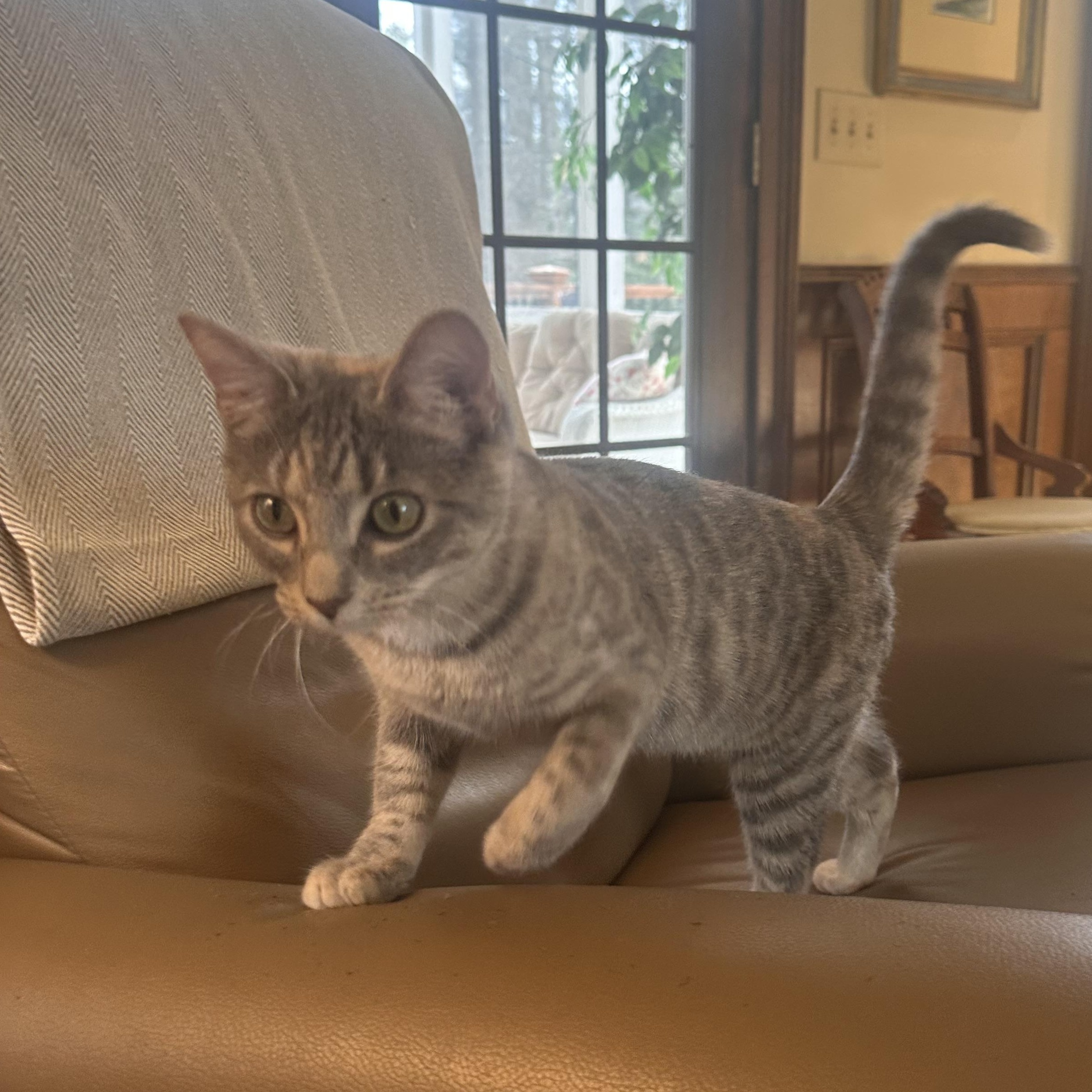 Enlarge Gretel, a ADOPTABLE mixed breed in Atlanta, GA image 4/6