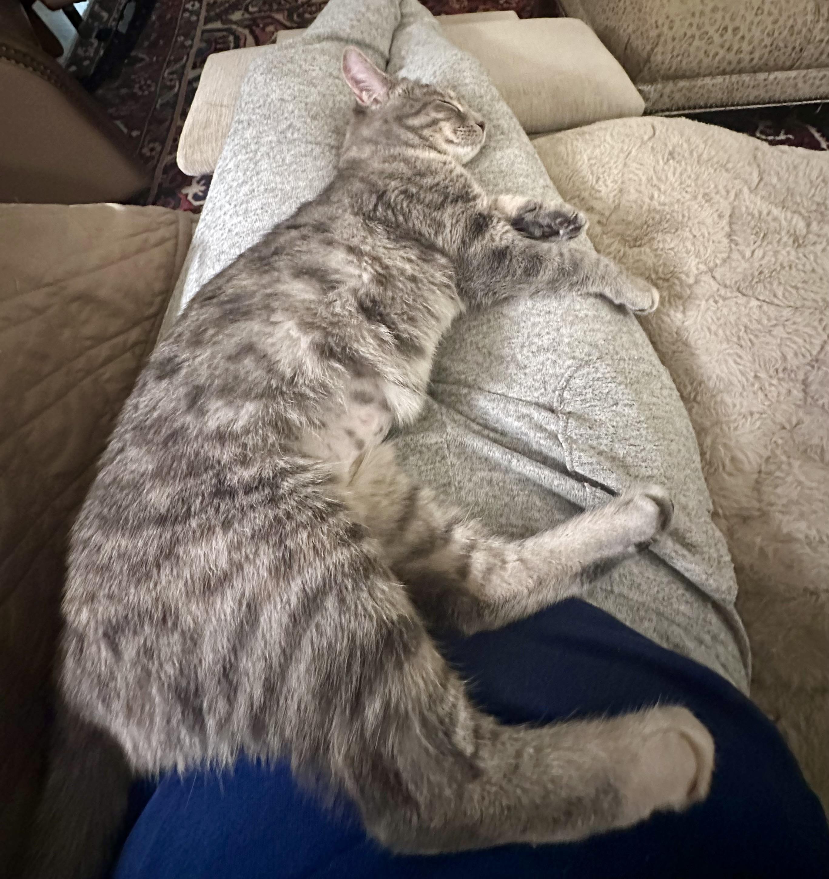 Enlarge Gretel, a ADOPTABLE mixed breed in Atlanta, GA image 5/6