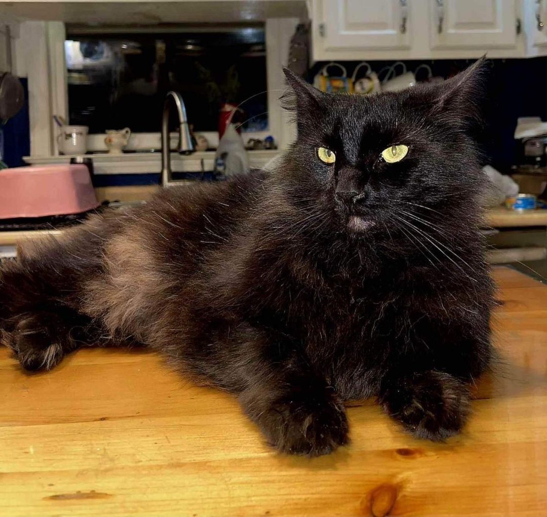 Hades, Adopted, Adult Male American Bobtail.