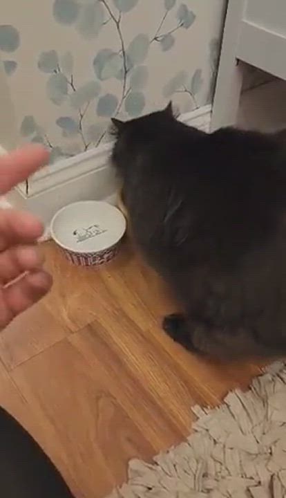 Enlarge Hades, a Adopted American Bobtail in Gerrardstown, WV video 3/4