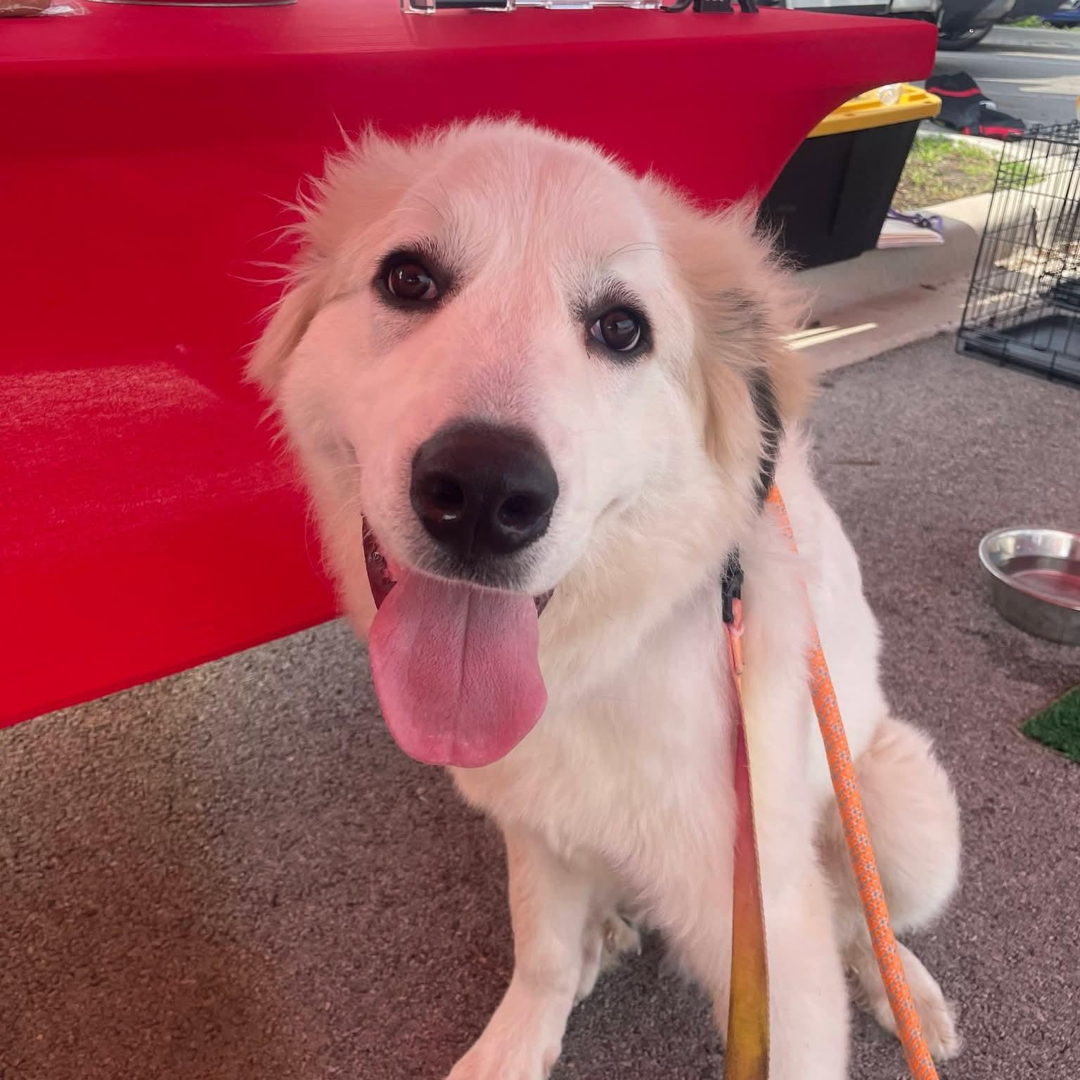 Broly, adopted, Puppy Female Great Pyrenees.