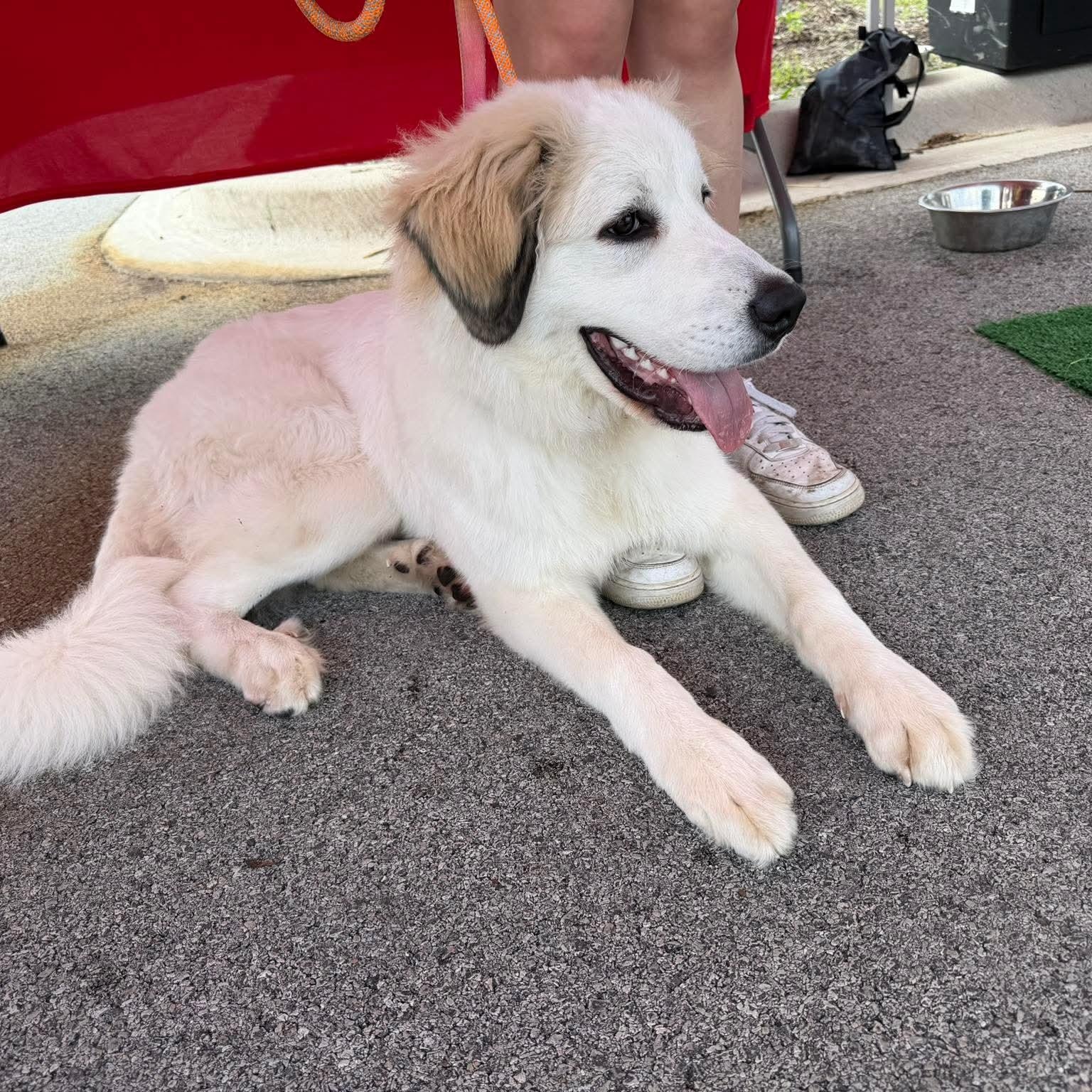 Enlarge Broly, an adopted Great Pyrenees in Minooka, IL image 2/4