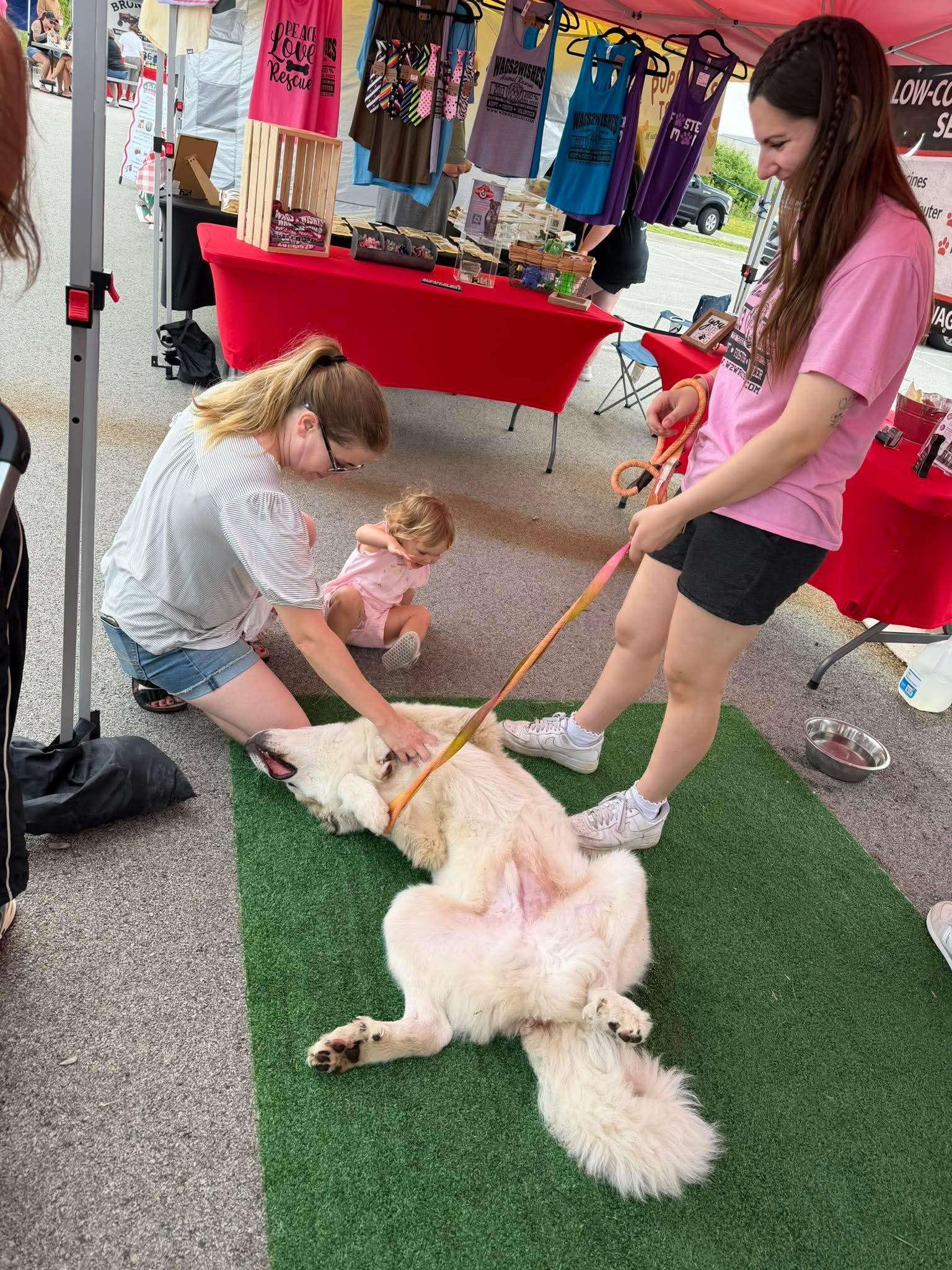 Enlarge Broly, an adopted Great Pyrenees in Minooka, IL image 3/4