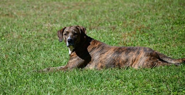 Enlarge CHOPS, a Adoptable mixed breed in Ocala, FL image 1/1