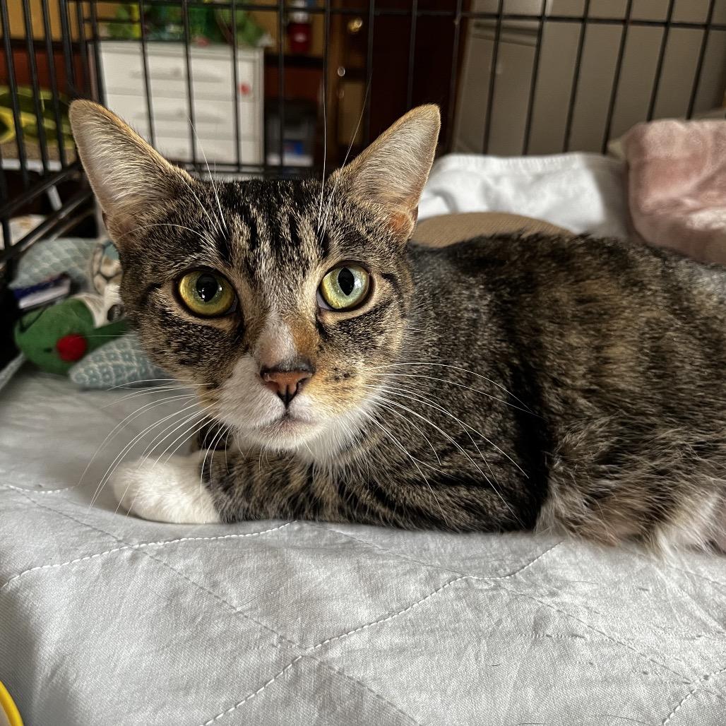 Chili(mom) — thumbnail 3