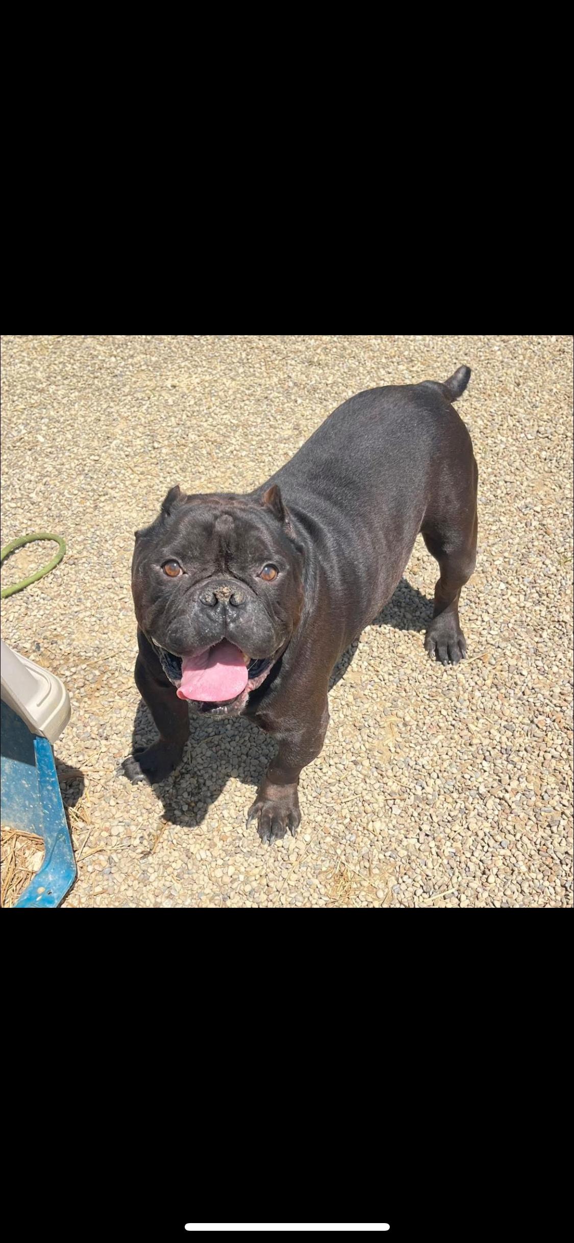 Blackie, Adoptable, Adult Male Bulldog.