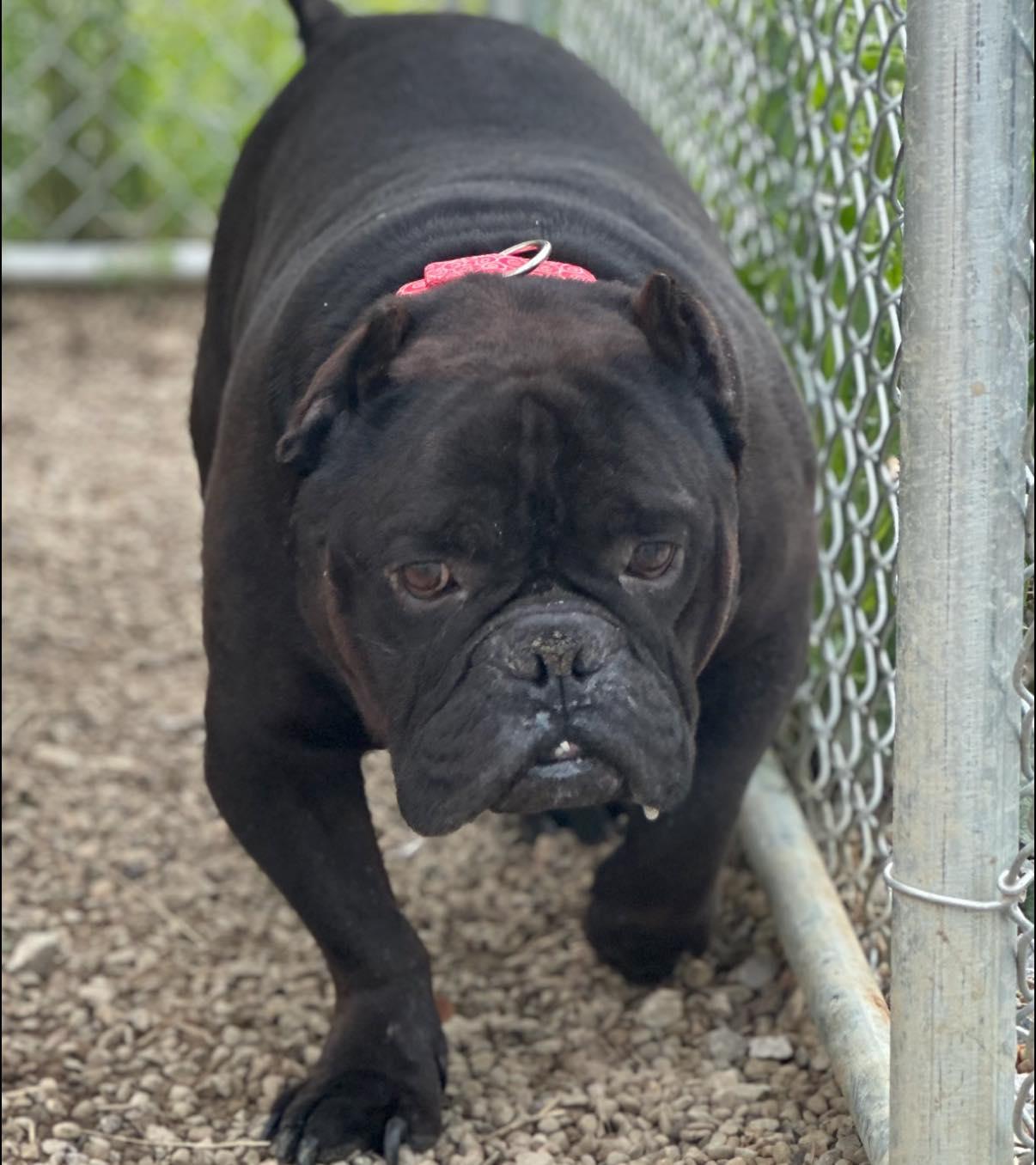 Blackie — thumbnail 2