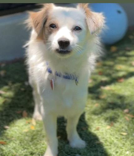 Dusty CA, Adoptable, Young Male Papillon.