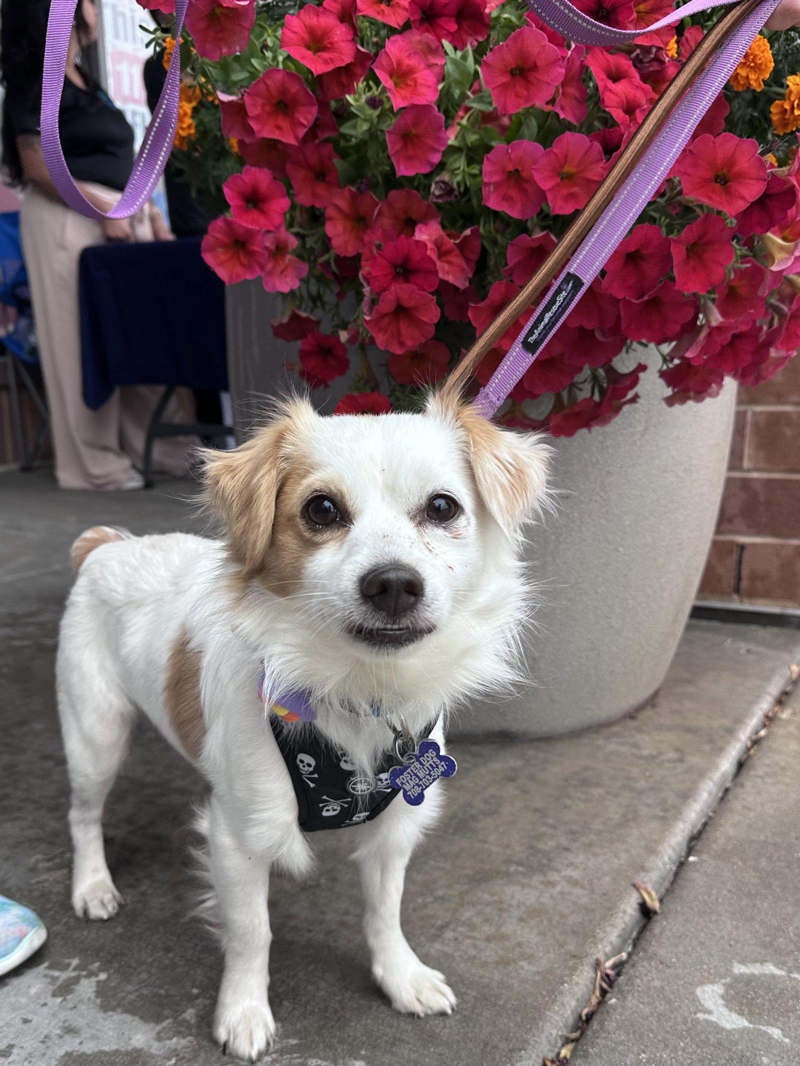 Dusty CA, a Adoptable Papillon in Hillside, IL image 2/2