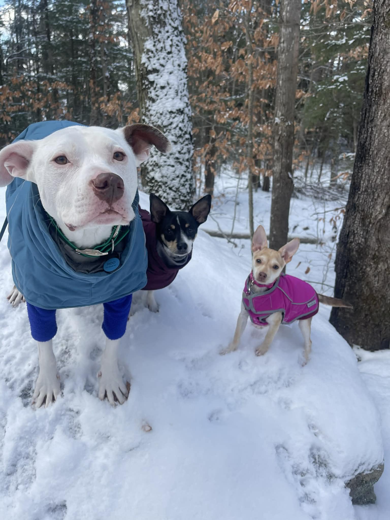 Enlarge Kiki, a ADOPTABLE mixed breed in Burlington, VT image 5/6