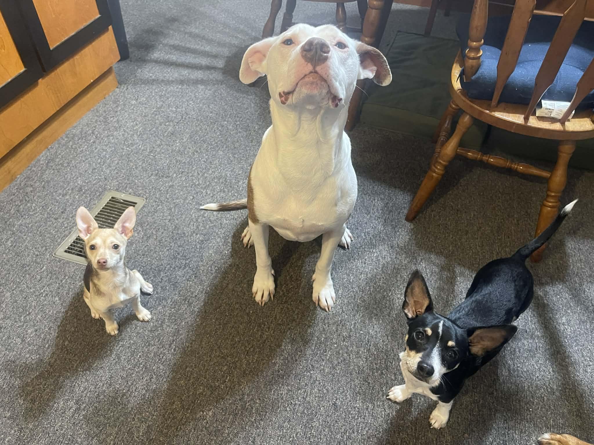 Enlarge Kiki, a ADOPTABLE mixed breed in Burlington, VT image 4/6