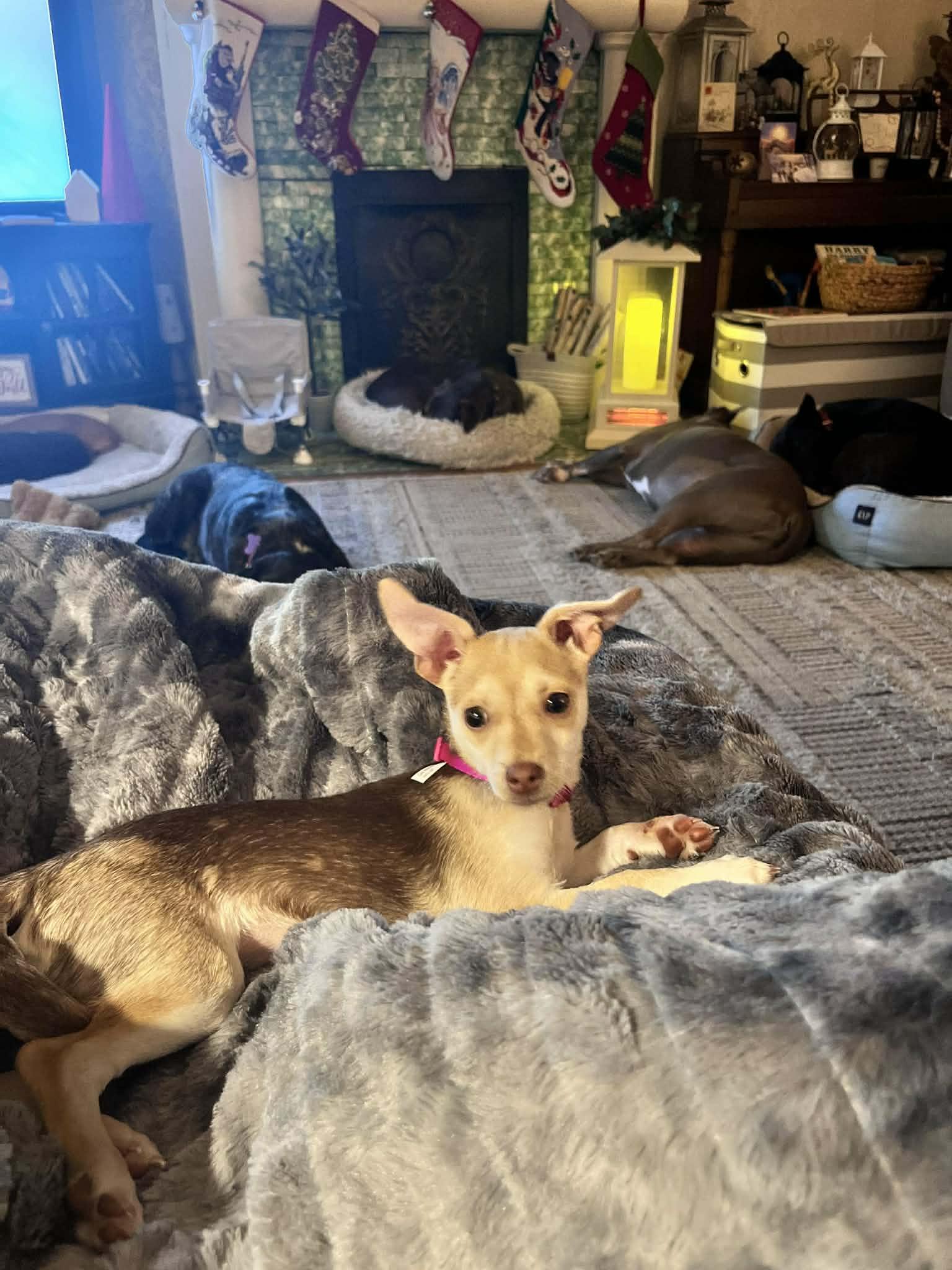 Kiki, ADOPTABLE, Puppy Female Terrier.