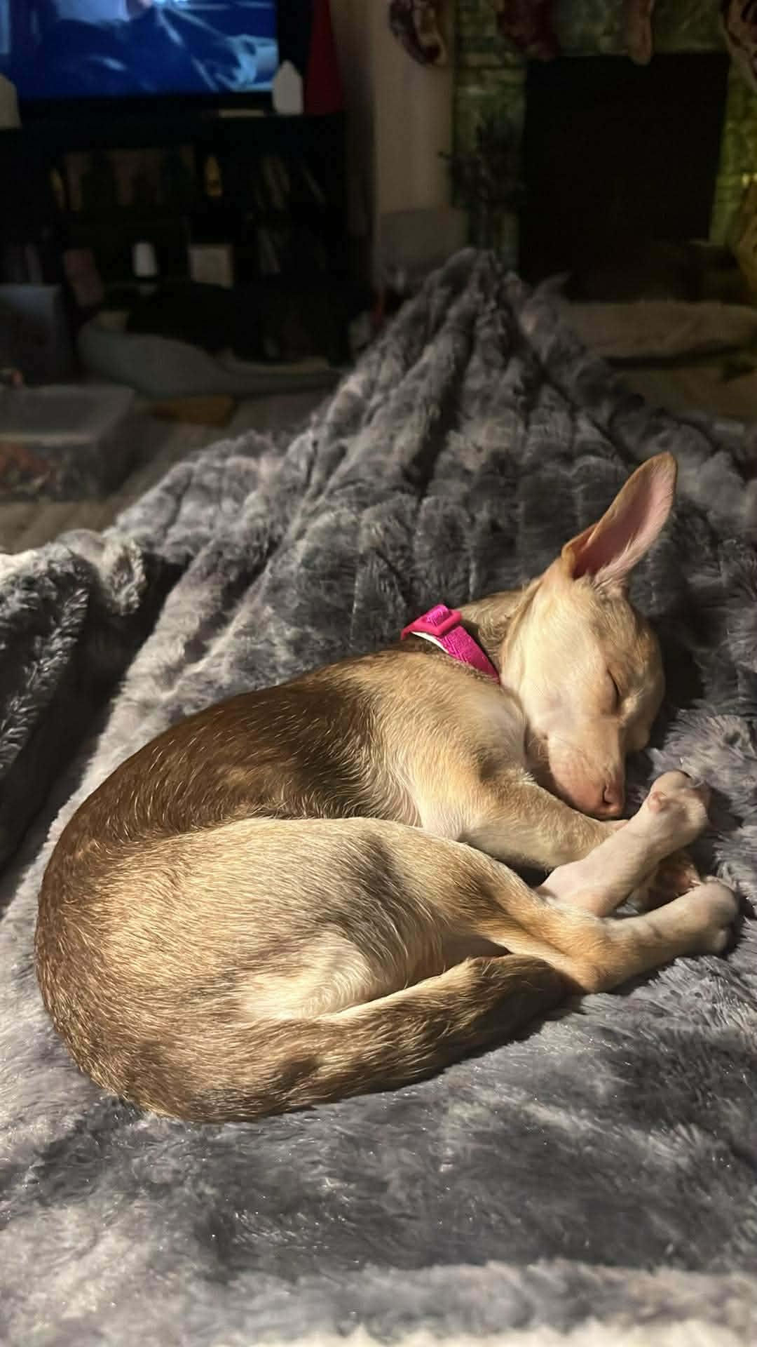 Enlarge Kiki, a ADOPTABLE mixed breed in Burlington, VT image 3/6