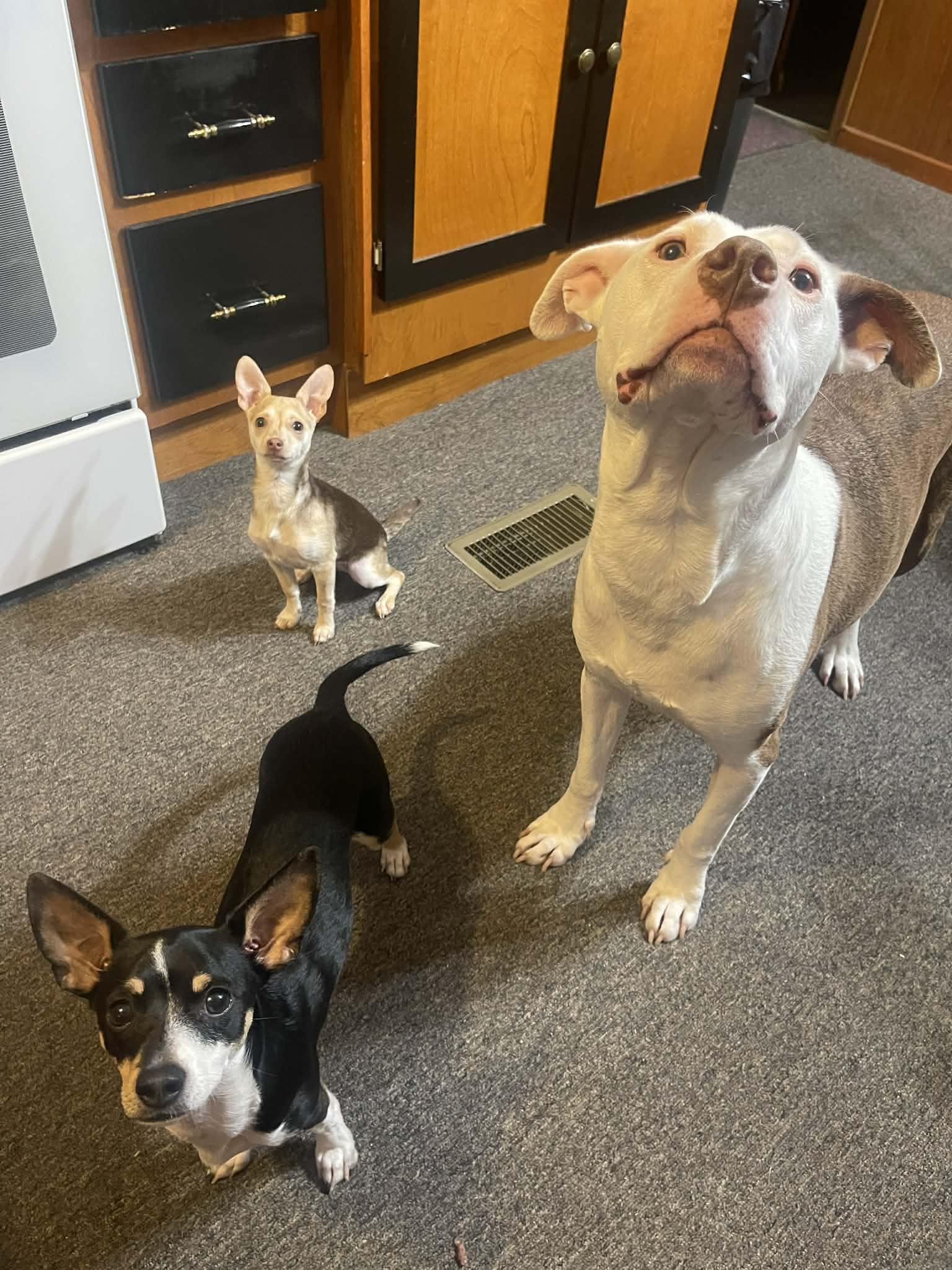 Enlarge Kiki, a ADOPTABLE mixed breed in Burlington, VT image 2/6