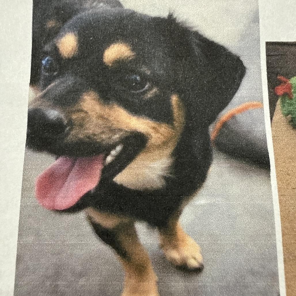 Enlarge Hope (bonded pair with Luna), a Adoptable Terrier in Ferndale, WA image 1/2