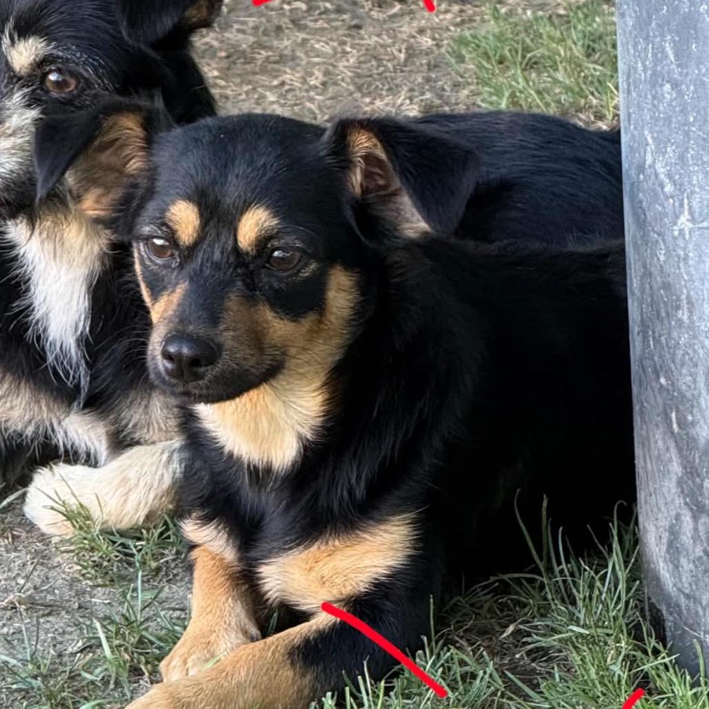 Enlarge Hope (bonded pair with Luna), a Adoptable Terrier in Ferndale, WA image 2/2